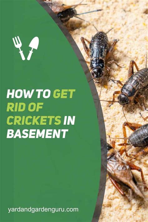 How To Get Rid Of Crickets In Basement