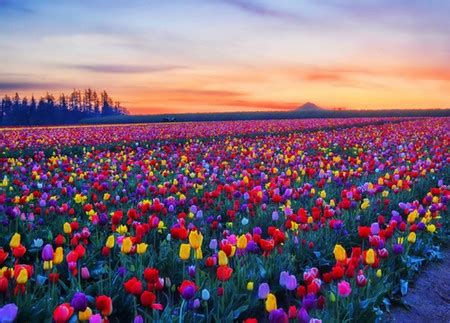 Colorful Tulips Field - Fields & Nature Background Wallpapers on ...