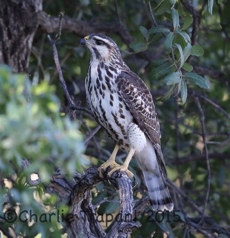 Gray Hawk Cpt Pix