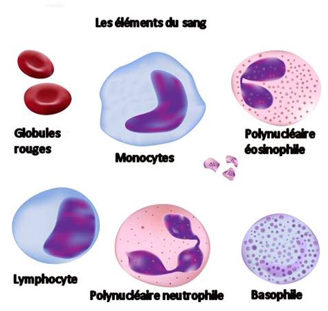 Les plaquettes, la norme, la thrombopénie