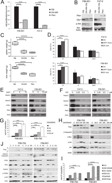 Akt And Notch Signaling Are Essential For Proliferation And Survival Of Download Scientific