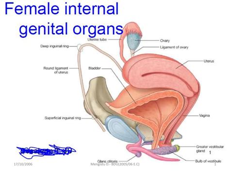 Female Internal Genitalpptxreproductive Ppt Free Download