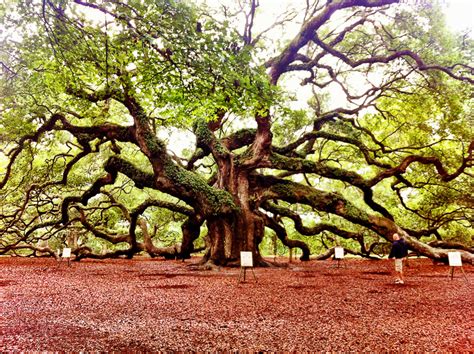 The Angel Oak in Charleston - Oldest Living Thing in the East