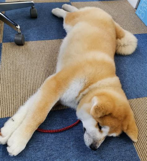 あきほ秋田犬保存会 秋田犬会館 On Twitter おててはコッペパンだよ