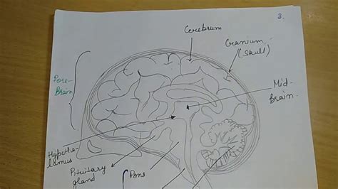 Parts Of The Brain And Their Functions Chart Class 10 Human Anatomy