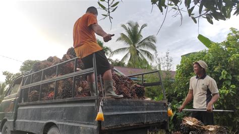 Petani Sawit Senang Harga TBS Sudah Mulai Naik Pojokkata News