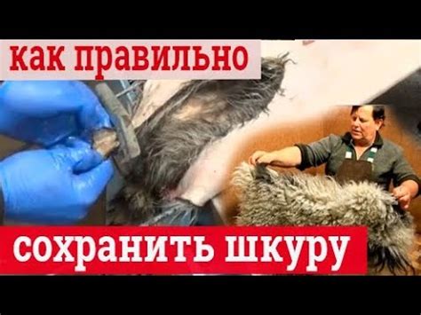 Правилки для шкур. Обработка шкур - YouTube