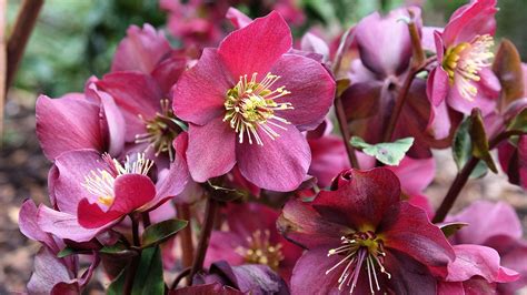 Hellebores Care And Growing Guide Tips For These Plants Homes Gardens