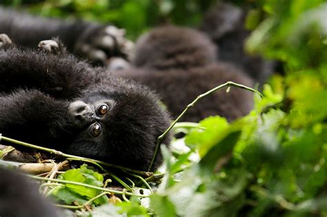 3 Days Gorilla Tracking Bwindi Forest Tour To See The Mountain Gorillas