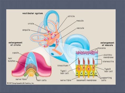 Vestibular system 2013