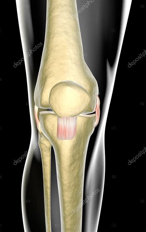 Ligamentos De Rodilla Tendones Rayos X