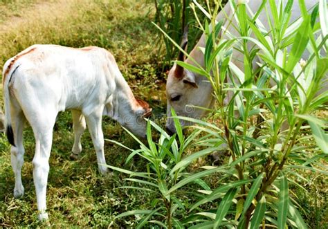 Cow and His Calf Eating Grass Stock Photo - Image of grass, calf: 223942064