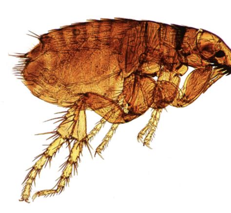 Fleas Lice Identification Flashcards Quizlet