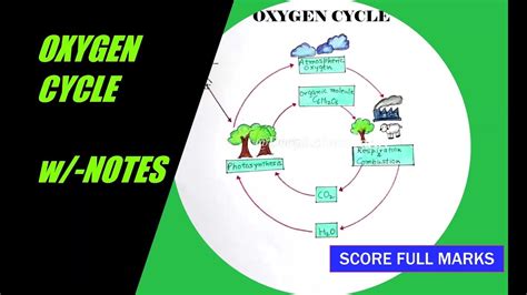 Diagram Of The Oxygen Cycle