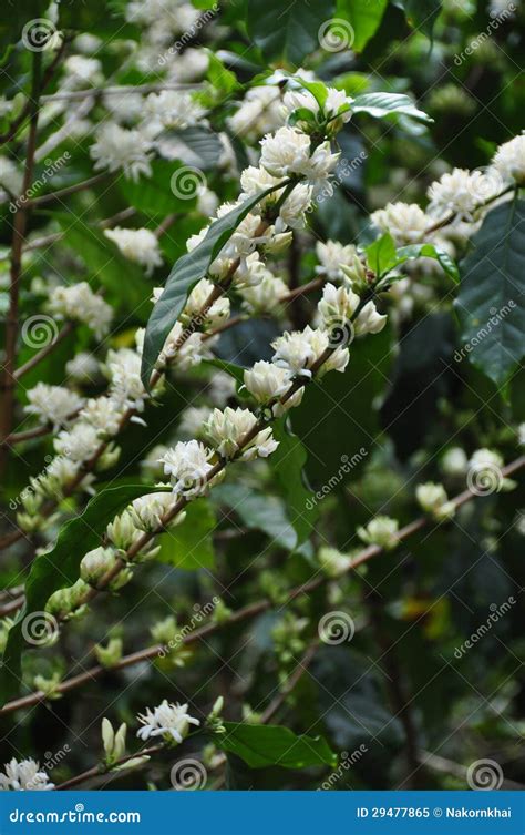 Flowering coffee tree stock image. Image of arabica, tree - 29477865