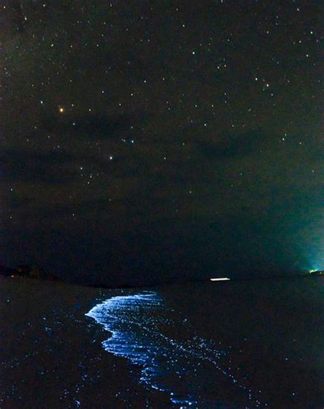 O Impressionante Efeito Da Bioluminesc Ncia Arteref