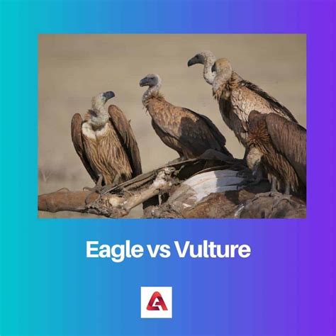 Eagle vs Vultur: Difference and Comparison