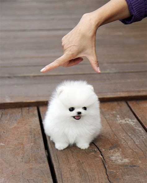 11 Teeny Tiny Puppies Guaranteed To Make You Say "Awww!"