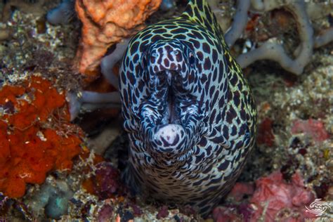 Honeycomb Moray Eel-Facts and Photographs | Seaunseen