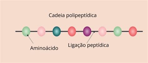 Cadeias Polipeptídicas - Proteínas: o que são, funções, tipos, resumo - Mundo Educação