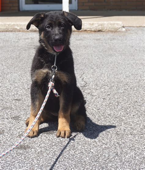 German Shepherd Puppies Adoption Ohio