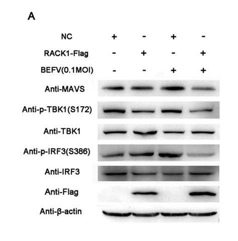 Tbk1 Antibody Affinity Biosciences Ltd亲科生物官网