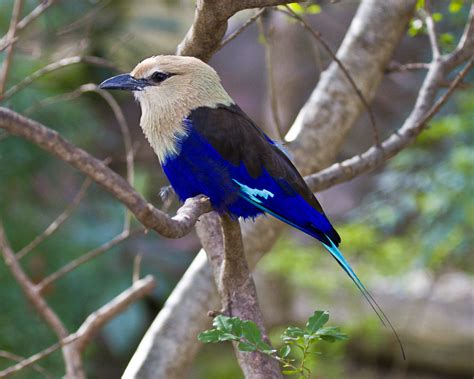 LE ROLLIER A VENTRE BLEU BLUE BELLIED ROLLER