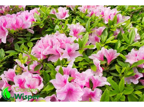 Azalea Problems: Azalea Diseases & Pests | Garden Wisper