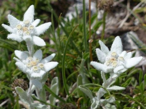 Edelweiss Flowers Leontopodium Alpinum How To Grow And Care Florgeous