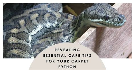 Carpet Python Care