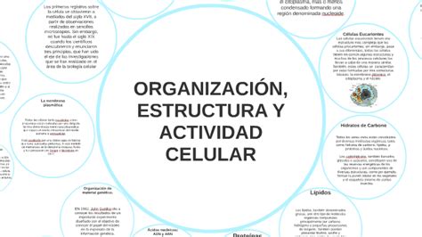 Organizaci N Estructura Y Actividad Celular By Isa Romo On Prezi