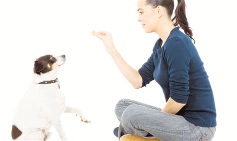 Consejos Para Entrenar A Tu Perro Primera Hora