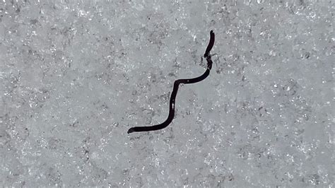 Every year, billions of black ice worms crawl from the ice on Mount Rainier. We have no idea why ...