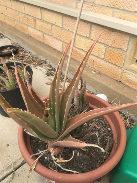 Causes And Solutions For A Browning Aloe Plant Gardening Know How