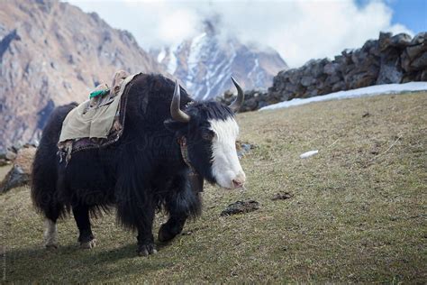 A Black Yak Walking Around Feeding In A Grassland High Up In The