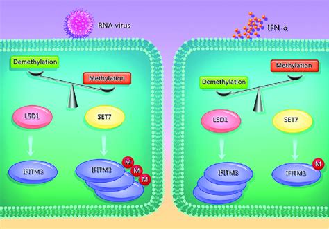 Reciprocal Regulation Of IFITM3 Monomethylation By LSD1 And SET7 In