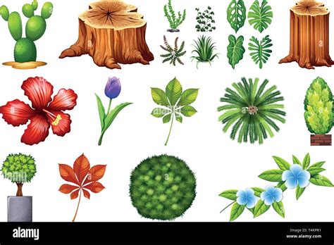 Plantes De Jardin Ornementales Banque D Images Vectorielles Alamy