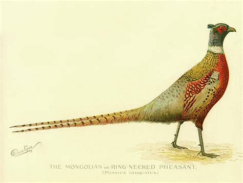 Chinese Ring Necked Pheasant Drawing