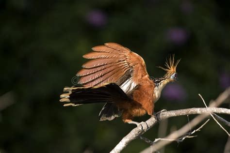 Hoatzin with Its Wings Extended Stock Image - Image of lake, nature ...