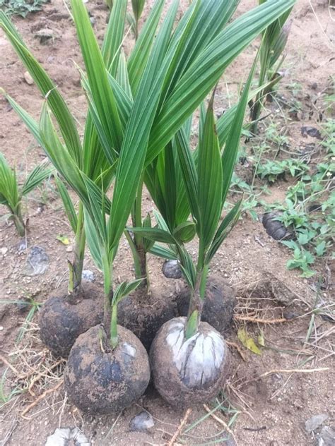 Well Watered Chandrakalpa Malaysian Mgd Green Coconut Plant For Garden