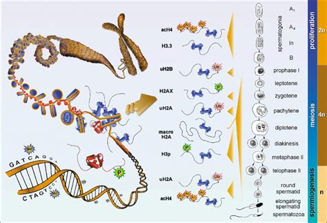 Diagram to illustrate the stages of mammalian spermatogenesis and ...