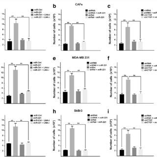 Mir Promotes Colony Formation In Cafs Mda Mb And Skbr Cells