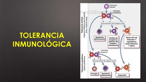 Tolerancia Inmunológica E Hipersensibilidad TOLERANCIA INMUNOLÓGICA