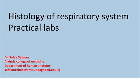 Solution Histology Of Respiratory System Practical Studypool