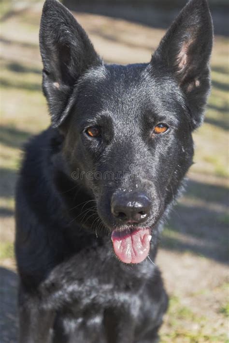 Olhar Intenso Da Expressão Do Cão pastor Alemão Preto Foto de Stock