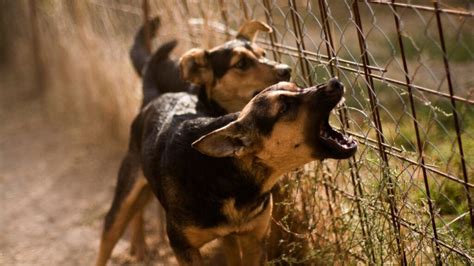 Aboiement Des Chiens Comment Apprendre Son Chien Ne Pas Aboyer