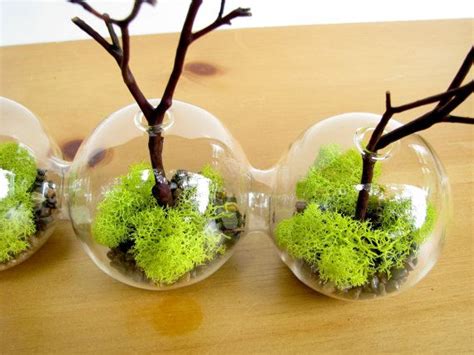 Globe Manzanita Forest Moss Terrarium Etsy Moss Terrarium