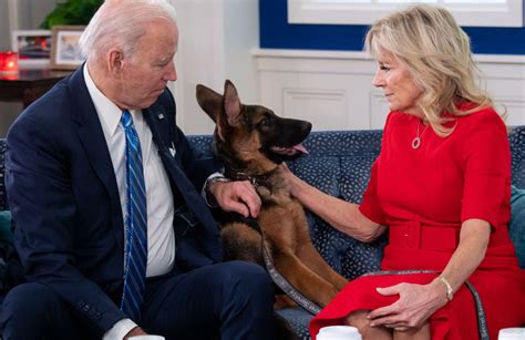 Casa Bianca Il Cane Di Joe Biden Ha Morso Un Altro Agente Lettera