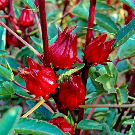 20 X Native Hibiscus Seeds Rosella Jam Bush Tucker Coffee Substitute