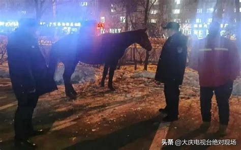 大庆一黑马任性“离家出走” 警民联手找到马主人